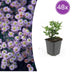 48x Aster ageratoides 'Stardust' – 10-25cm hoch, Ø9cm Topf Bild 1