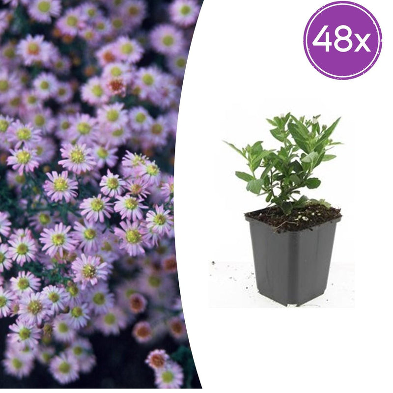 48x Aster ageratoides 'Stardust' – 10-25cm hoch, Ø9cm Topf