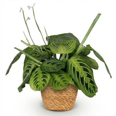 Maranta Fascinator Lemon Lime Zimmerpflanze mit Korb, 25cm