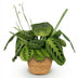 Maranta Fascinator Lemon Lime Houseplant with Basket, 25cm Bild 2