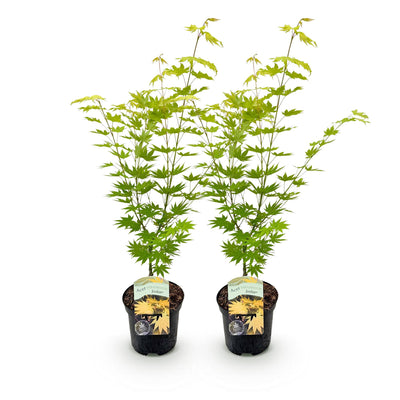 Japanischer Ahorn 'Jordan' im 2er Set – Gelbe Blätter für Garten & Balkon