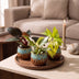 3x Baby Philodendron Tricolour Mix - Ø6cm Bild 3