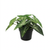 Artificial Syngonium (15cm) - Maintenance-free decoration for any room Bild 1