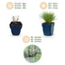 Green boutiQ - Perennials - Festuca glauca - Blue Fescue - Evergreen - Blue - 6 plants - Pot 11cm - Height 15-25cm Bild 4