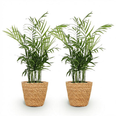 Green boutiQ Goldpalme (2er Set) - Haustierfreundlich, Topf 12cm