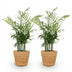 Green boutiQ Gold Palm (Set of 2) - Pet-friendly, 12cm Pot Bild 2