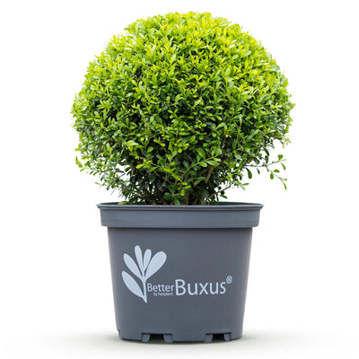 GreenboutiQ Buxus Kugel (30cm) - Mehltau-resistent, pflegeleicht