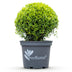 GreenboutiQ Buxus Kugel (30cm) - Mehltau-resistent, pflegeleicht Bild 2