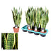 Sansevieria Laurentii: Pflegeleichte Zimmerpflanze, 55cm Höhe, Ø14cm Topf Bild 3