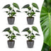 Green boutiQ - Monstera Deliciosa - Fensterblatt - 4 Pflanzen - mit Grau Topf - Topf 12cm - Höhe - 30cm Bild 1