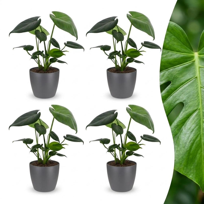 Green boutiQ - Monstera Deliciosa - Fensterblatt - 4 Pflanzen - mit Grau Topf - Topf 12cm - Höhe - 30cm