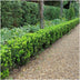 Grüne Spindelstrauch Hecke: 6x Euonymus japonicus 'Green Spire' (1m) Bild 2
