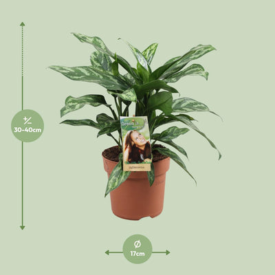 Aglaonema 'Maria' - Luftreinigende Zimmerpflanze im 17cm Topf