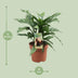 Aglaonema 'Maria' - Luftreinigende Zimmerpflanze im 17cm Topf Bild 2