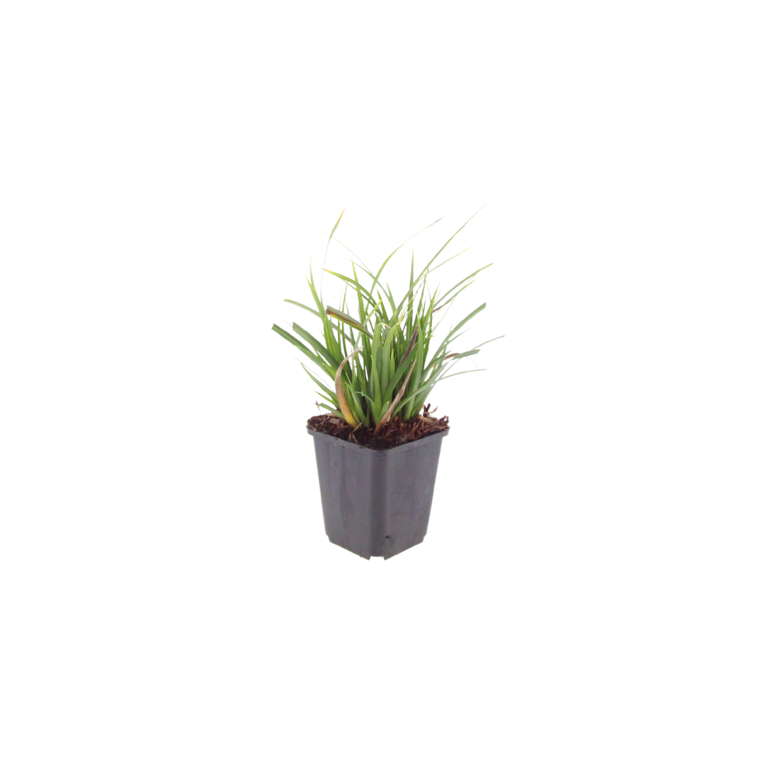 12x Japan-Segge 'Carex morrowii' ↕10-25cm