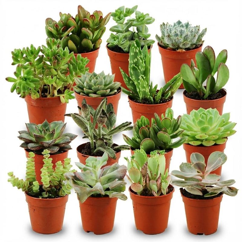 Mini Sukkulenten Mix, 15er Set, Ø 5,5 cm