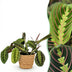 Green boutiQ Maranta Fascinator Tricolour Zimmerpflanze im Korb Bild 1