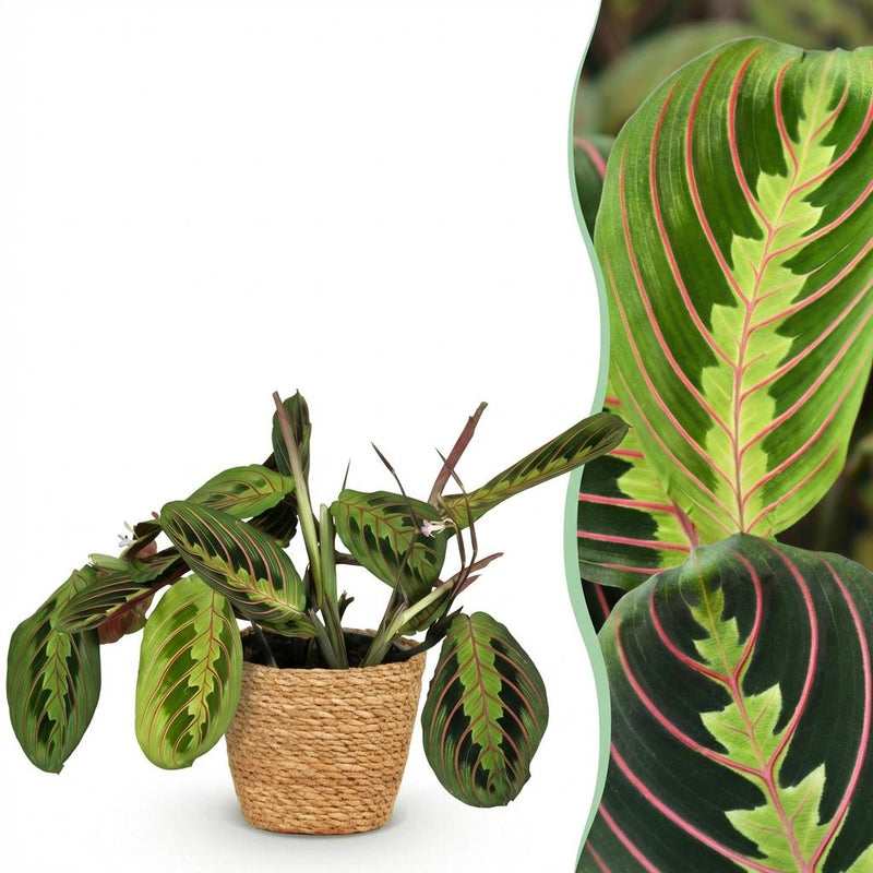 Green boutiQ Maranta Fascinator Tricolour Zimmerpflanze im Korb
