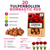Tulpenzwiebeln Bombastic Red – 20 Stück | KH Bloembollen® | Rote Pfingsttulpe – Doppelt blühend & luxuriös – Für Garten oder Topf – Größe 11/12 – Frisch vom Züchter! Bild 4