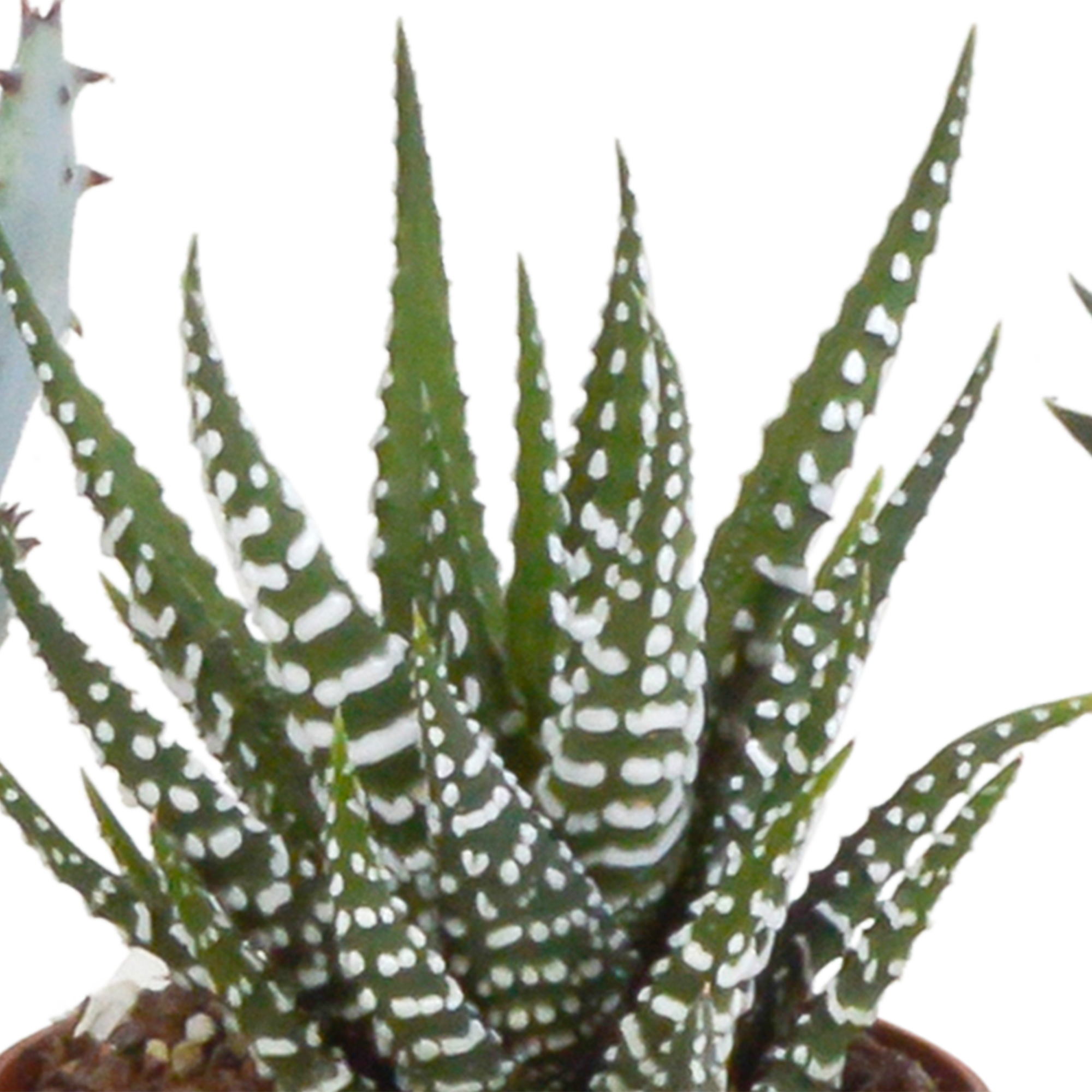 Gasteria/Haworthia-Mischung 5,5cm - in witte pot - 5x