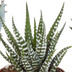 Gasteria/Haworthia-Mischung 5,5 cm: 5 Pflanzen im weißen Topf Bild 5