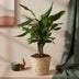 2x Dracaena fragrans Steudneri pflegeleicht im Korb Bild 4