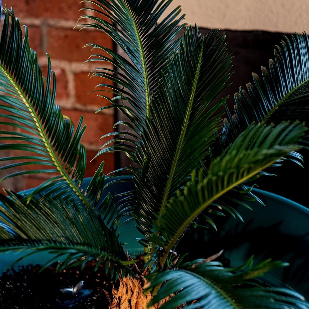 Culvita - Mediterrane Blumenerde 40 Liter inklusive RhizoPlus - Blumenerde für mediterrane Pflanzen u.a. geeignet für Olivenbäume, Zitruspflanzen und Palmen