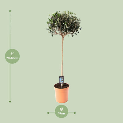 Edle Olive (Olea europaea) - Ø19cm, 80cm hoch