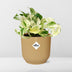 Epipremnum Pinnatum Happy Leaf im Topf ELHO Vibes Fold 14 cm gelb Bild 6