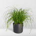 Katzengras Cyperus Alternifolius: Gesunde Freude für Ihre Katze im 12cm Topf Bild 4