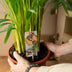 Areca-Palme (Dypsis Lutescens) Ø21cm | Höhe 130cm Bild 5