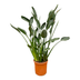Strelitzia Reginae XL Paradiesvogelblume - 160cm Bild 1