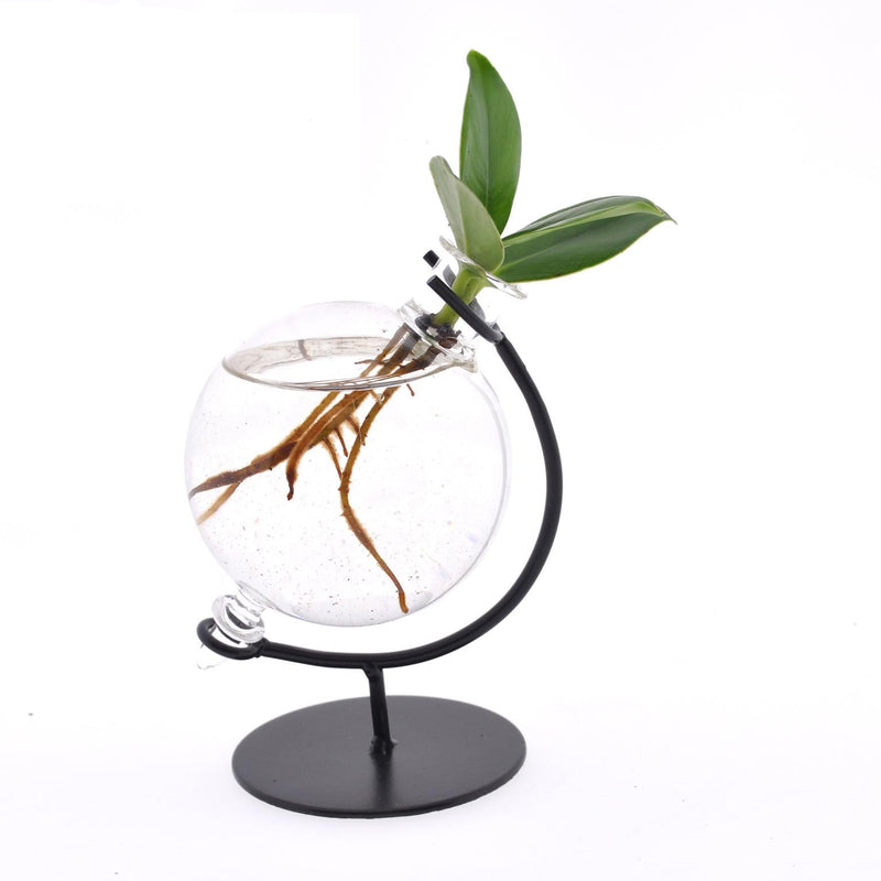 Clusia Hydroponik-Pflanze im Glas Ø5cm - ↕10cm