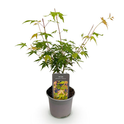 Acer palmatum Katsura - Orange Zierbaum, pflegeleicht, Topf 12cm