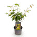 Acer palmatum Katsura - Orange Zierbaum, pflegeleicht, Topf 12cm Bild 2