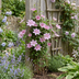 4x Clematis Piilu - Kleine Ente Waldrebe - Weiß - Rosa - Kletterpflanze - Ø9cm - ↕35cm Bild 4