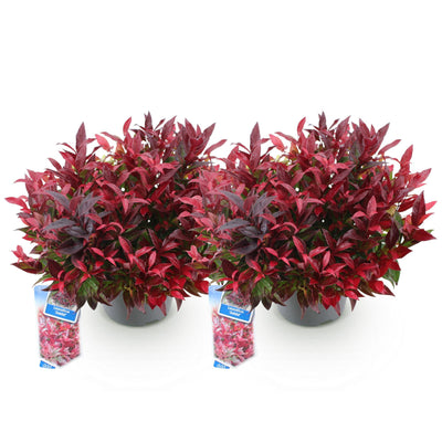 GreenboutiQ - Garden Plant - Leucothoe Zeblid - Red - 2 Plants - Evergreen - Low Maintenance - Pot 17cm Height 45cm