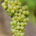Bio Johanniter Weinrebe (Vitis vinifera) im 13cm Topf, 45cm hoch Bild 4