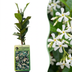 6x Trachelospermum jasminoides Sternjasmin Kletterpflanze Ø9cm Bild 1