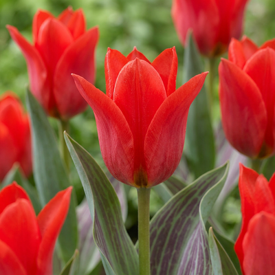 60x Tulipa Greigii Red - Rote Greigii-Tulpen Zwiebeln (Gr. 11/12)