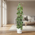 Philodendron Scandens Brasil Gitter - 160 cm Bild 3
