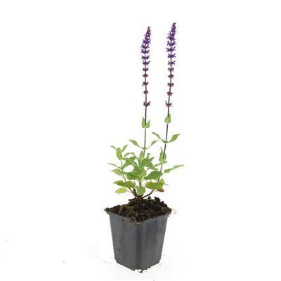 48x Salvia nem. 'Caradonna' - 10-25cm - Ø9cm