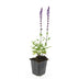 48x Salvia nem. 'Caradonna' - 10-25cm - Ø9cm Bild 2