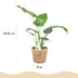 Green boutiQ - Zimmerpflanzen - Alocasia Cucullata - Buddhas Hand - Wenig Pflege - mit Korb - Grün - 1 Pflanze - Topf 17cm - Höhe 60-65cm Bild 3