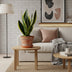 Sansevieria Futura Superba: pflegeleichte Grünpflanze, 30cm Bild 3