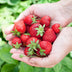 Fragaria Elvira Erdbeere: 3 winterharte Pflanzen im 9cm Topf Bild 5