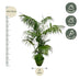 Kentia Palme XXL 260cm - Tropisches Flair für Ihr Zuhause Bild 2