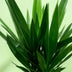 Green boutiQ - Zimmerpflanze - Yucca elephantipes - Yucca - Pflegeleicht - Grün - 1 - Topf 27cm - Höhe 170cm Bild 4