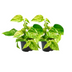 Epipremnum Marble Queen - Set of 2 - Ø15cm & Ø12cm Bild 1