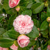 Camellia japonica Bonomiana - Blütenpracht für Garten & Terrasse Bild 6